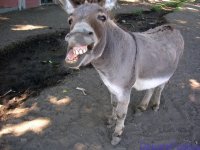 donkey18.jpg