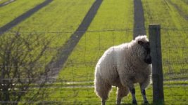 fence_sheep_field_animals_1920x1080_hd-wallpaper-410744.jpg